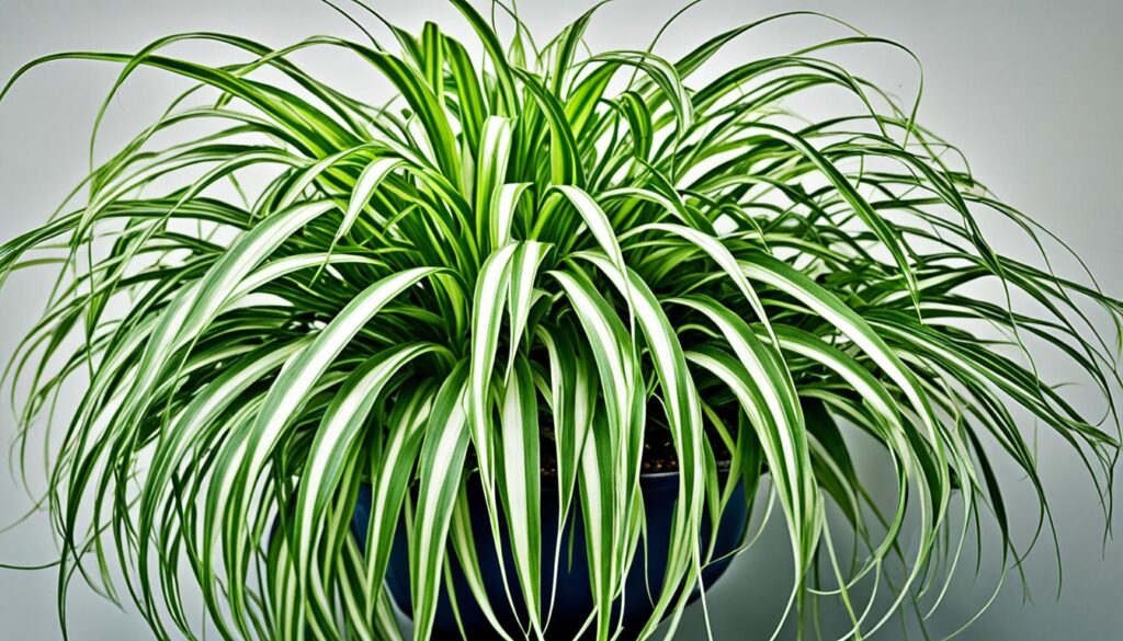 Appearance of Spider Plant