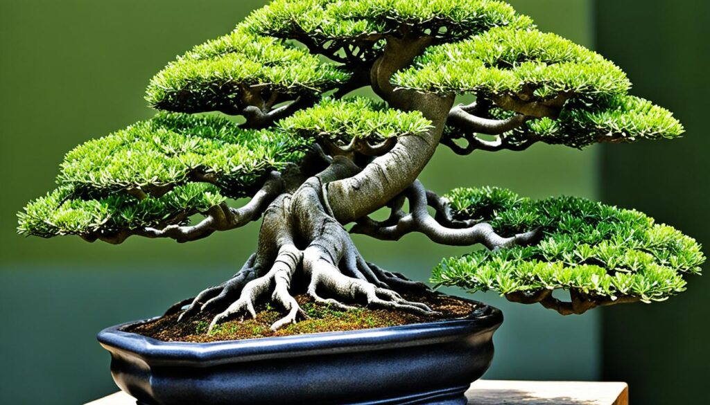 Bonsai Ficus growth and development