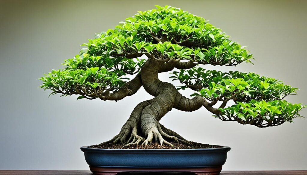 Bonsai Ficus tree