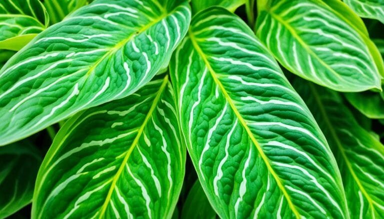 Prayer Plant