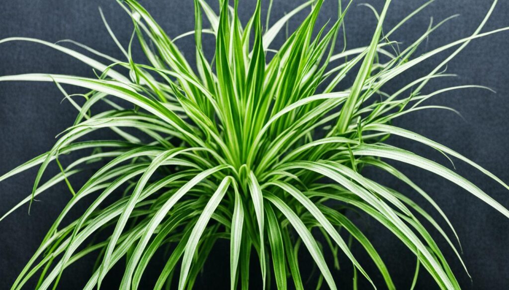 Spider Plant Pest and Disease