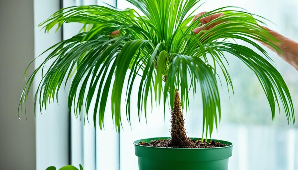 Watering Requirements of the Areca Palm