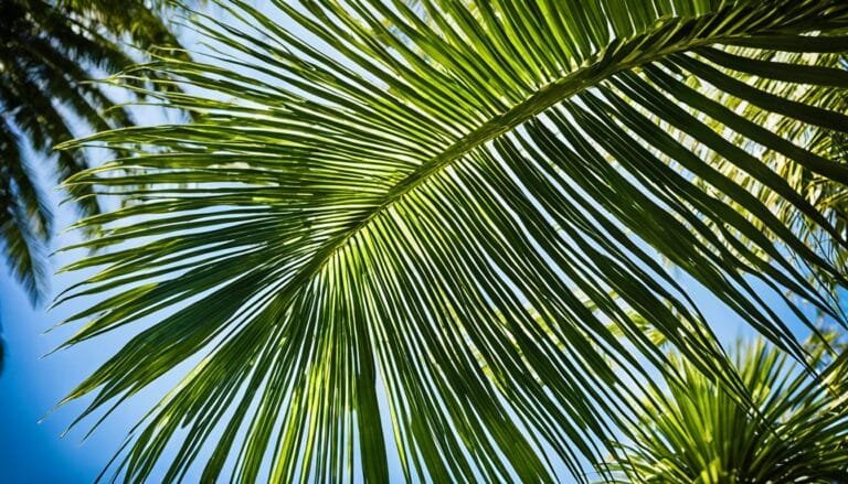 complete guide to Areca Palm for apartments