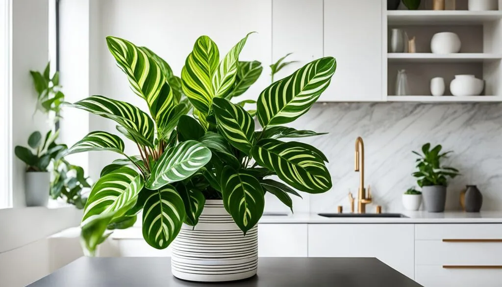 prayer plant for apartments