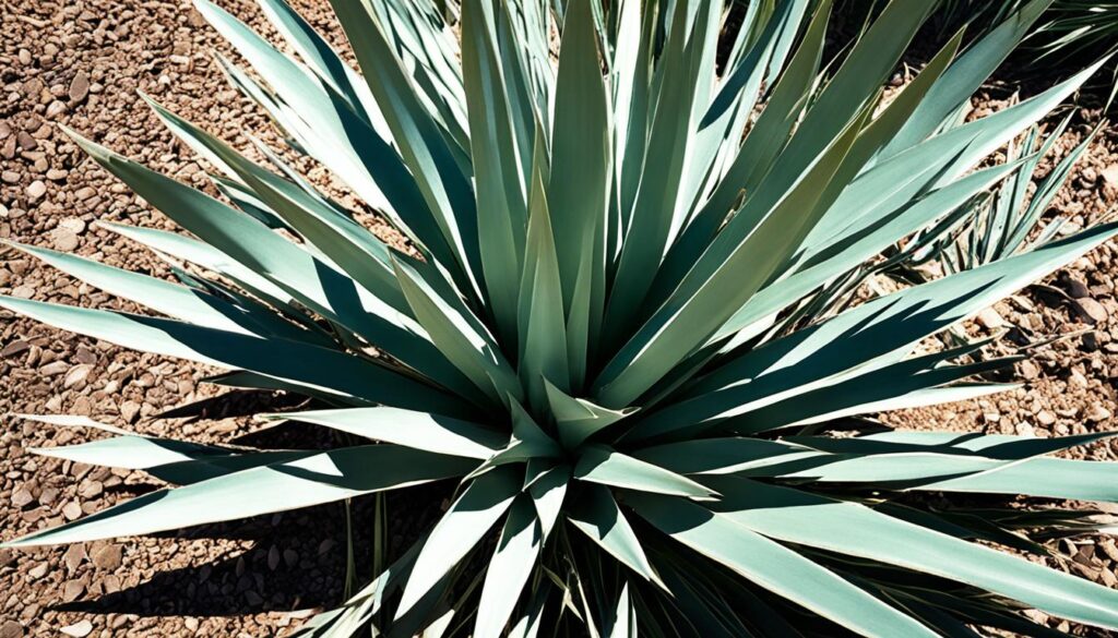 yucca plant