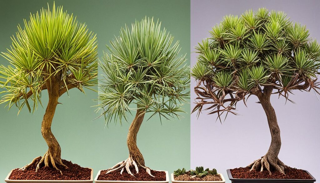 Growth and Development of the Steudner's Dragon Tree