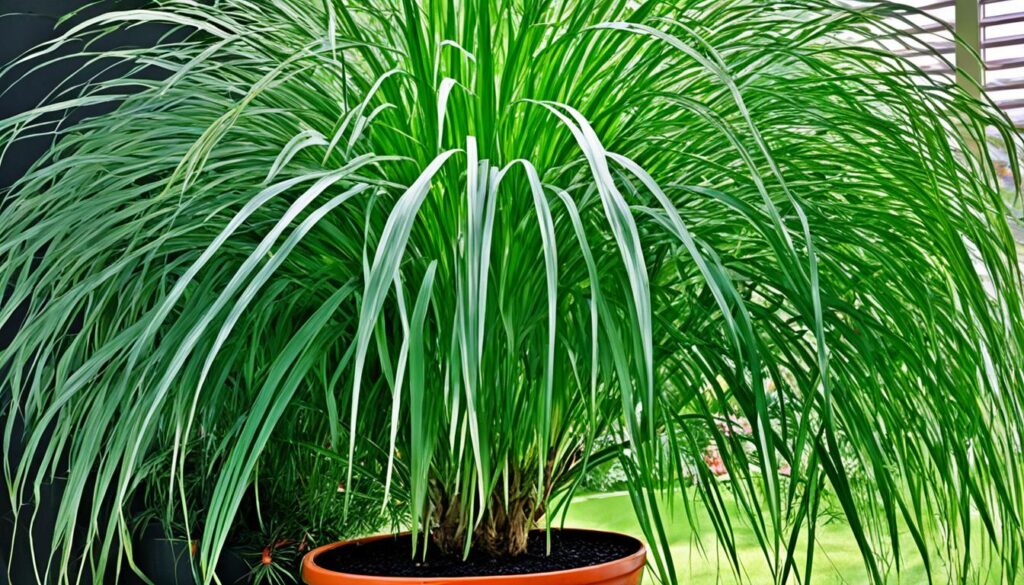 Ponytail Palm light requirements