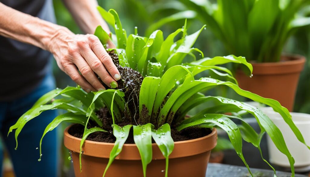 Watering Requirements of the Birds Nest Fern