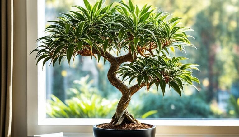 complete guide to Dragon Tree for apartments