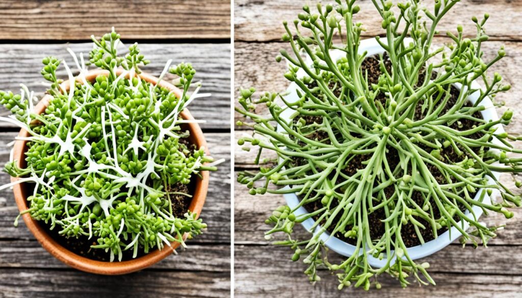 mistletoe cactus propagation