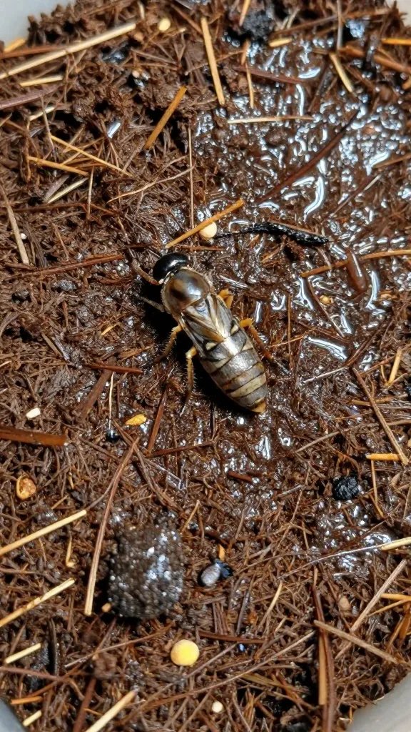 fungus gnat on wet coco coir surface