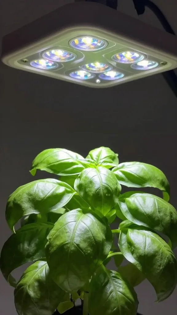closeup of basil plant under clamp-on LED grow light
