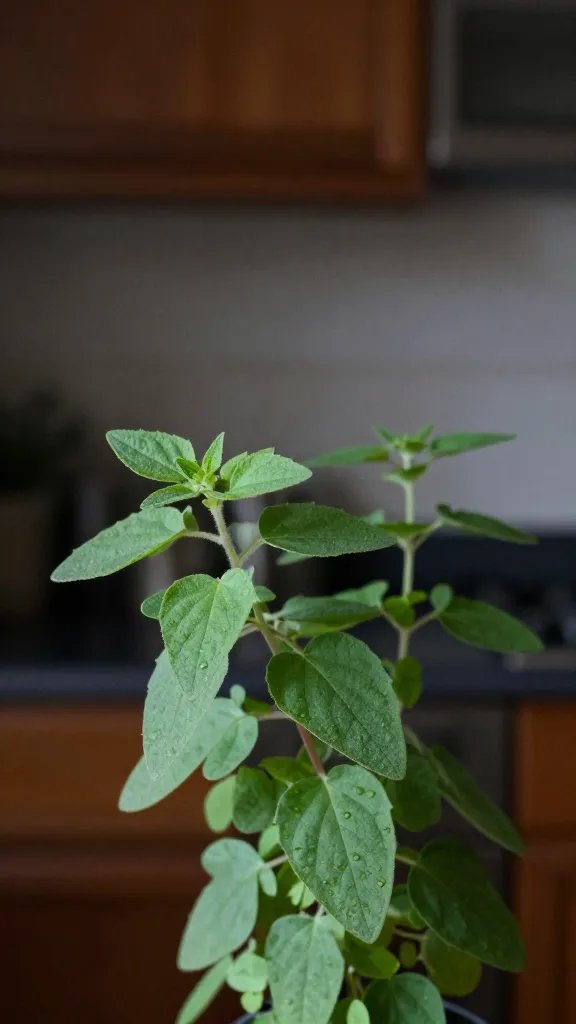 oregano leaves showing stretch in dim kitchen light