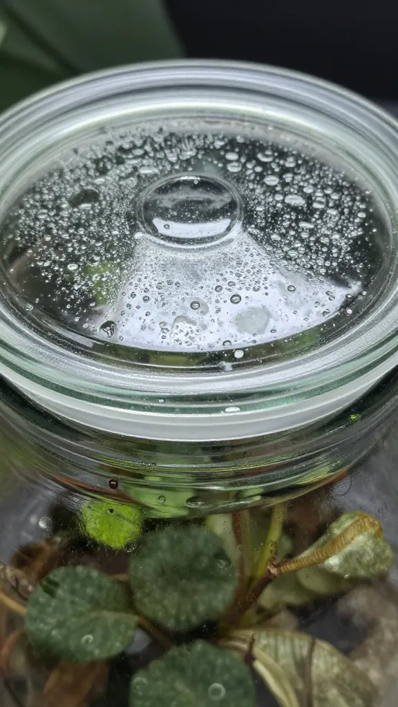 closeup of sealed glass terrarium lid with visible condensation