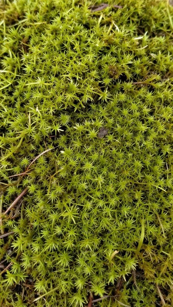 peat moss handful showing fibrous texture closeup