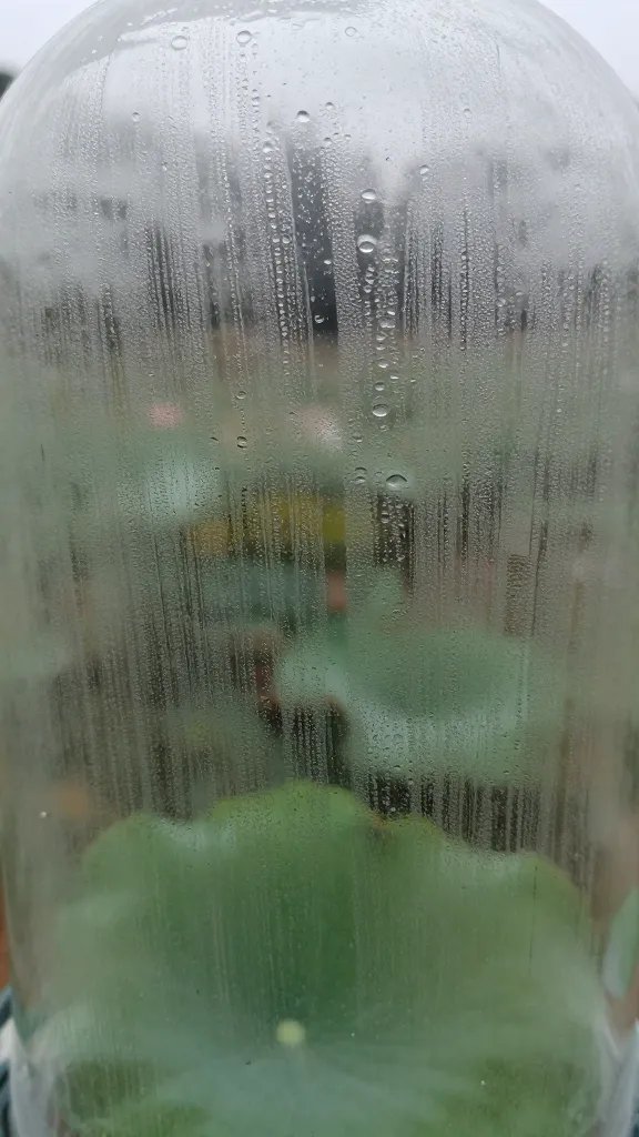 condensation beads on inner cloche wall at midday