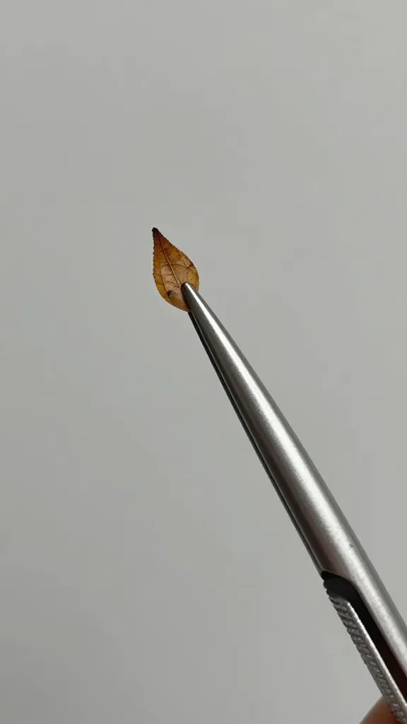 single sterilized tweezers holding browned leaf tip