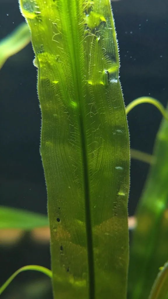 closeup of algae film on terrarium glass wall