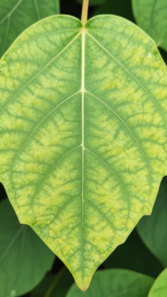 closeup of chlorotic leaf with green veins, bright light