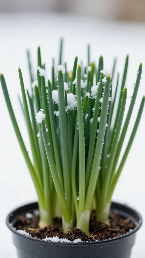 chives tuft in pot with light snow dusting