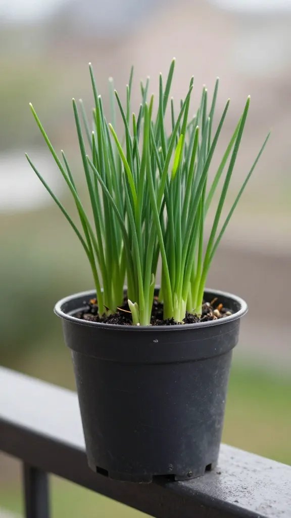 single pot of chives on a north-facing railing