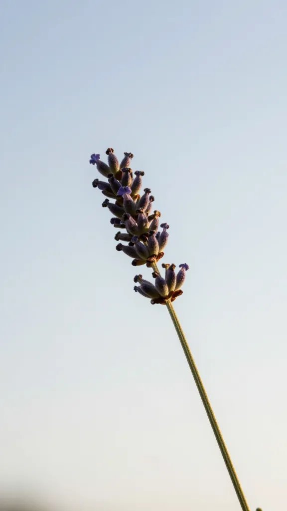single lavender sprig bent by wind against soft sky