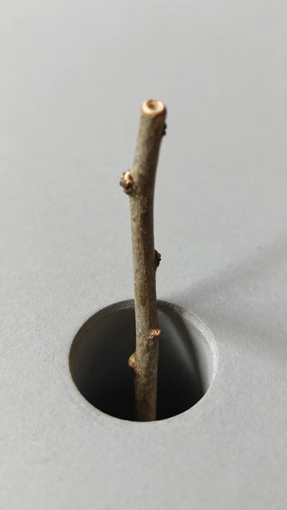 single mint stem emerging from drainage hole