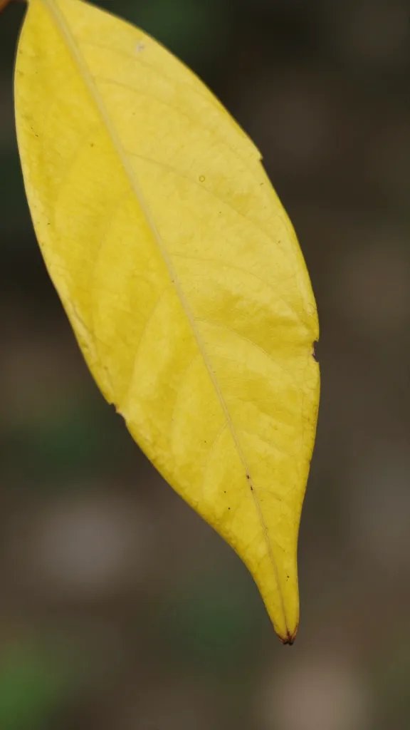closeup of yellowing leaf tip from root stress
