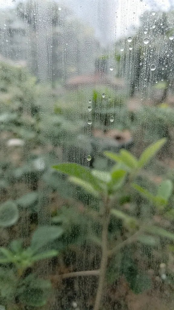 humidity droplets evaporating on terrarium glass at midday