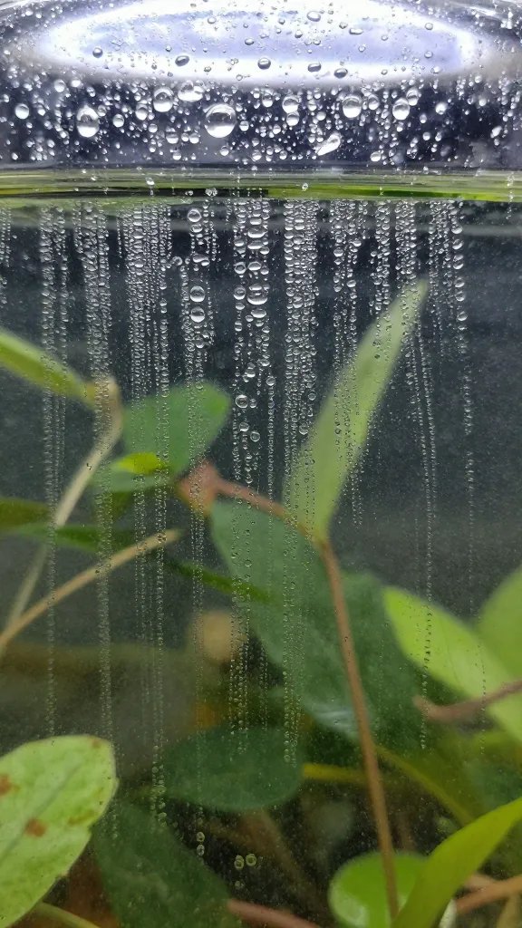 condensation beads on terrarium lid, sharp macro
