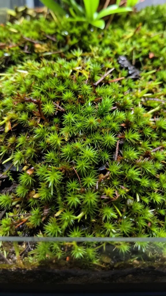 single layer of damp sphagnum moss in terrarium