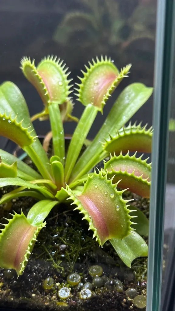 closeup Venus flytrap in ventilated glass terrarium