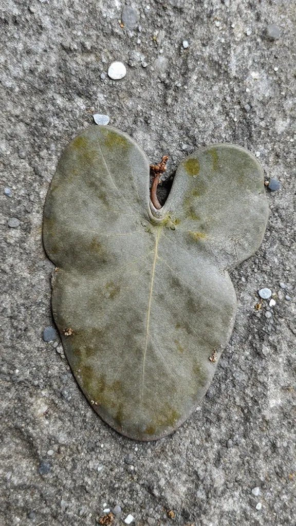 single liverwort thallus on alkaline limestone gravel