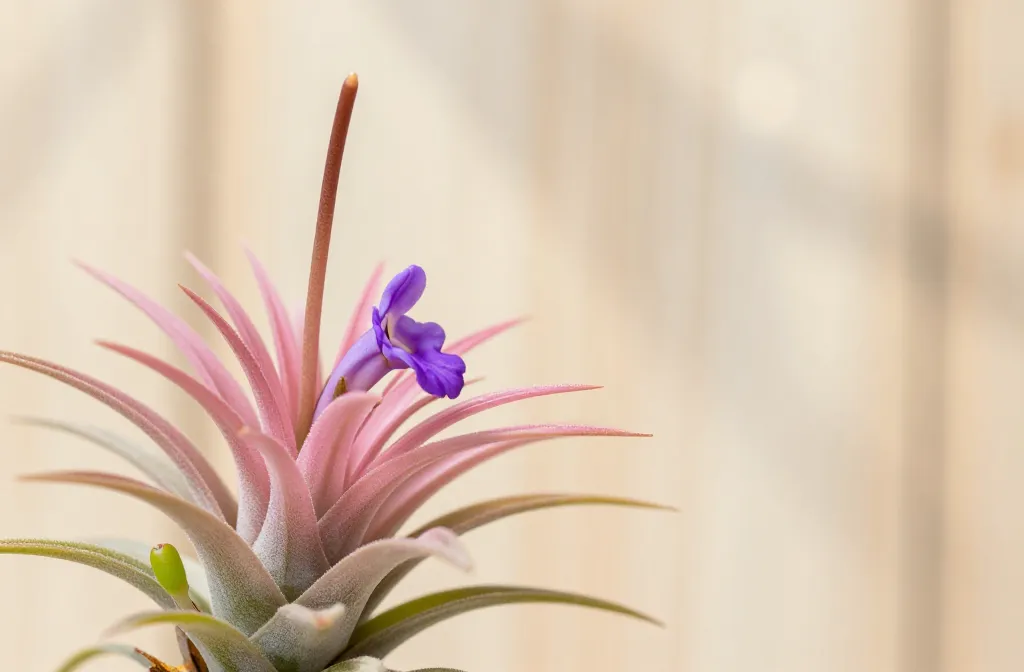 How Tillandsia Blooms — the Growth Cycle, What Follows Flowering and How to Handle a Dying Spike Secrets
