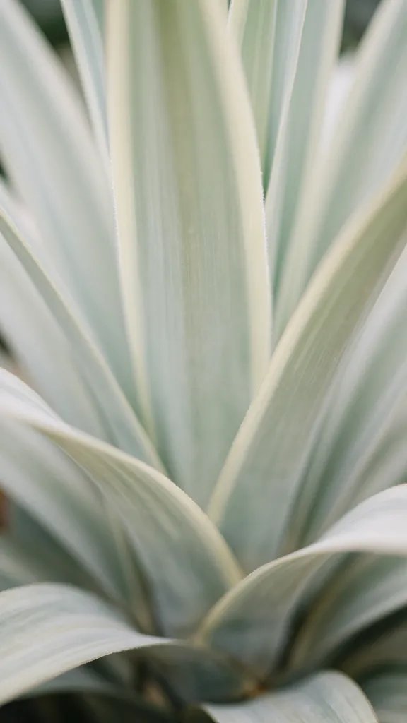 Closeup of Haworthia leaves turning pale from low light