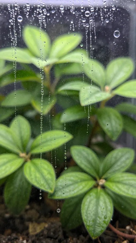 condensation beads on terrarium glass, blurred Fittonia behind