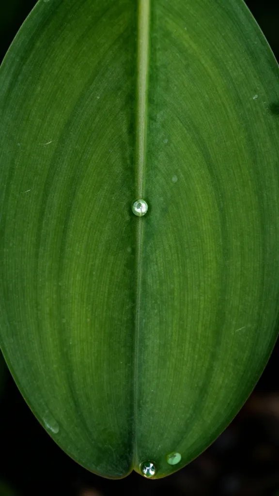 jewel orchid leaf macro with velvety venation