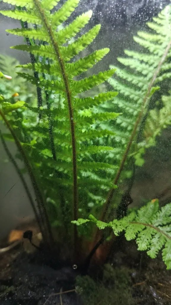 condensation beads on terrarium wall behind fern