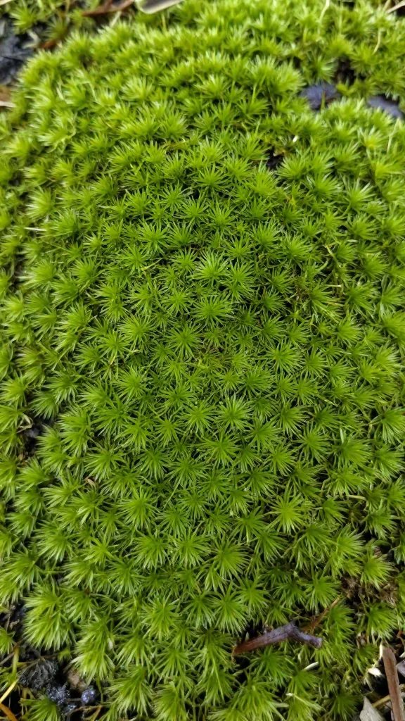 peat moss surface with green algae bloom, macro