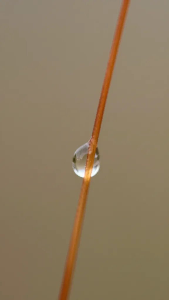 water droplet wicking up sphagnum strand, macro