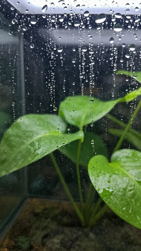 closeup of wet terrarium glass with condensation droplets