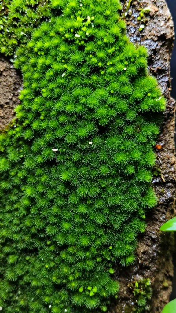 green algae patch on terrarium wall macro