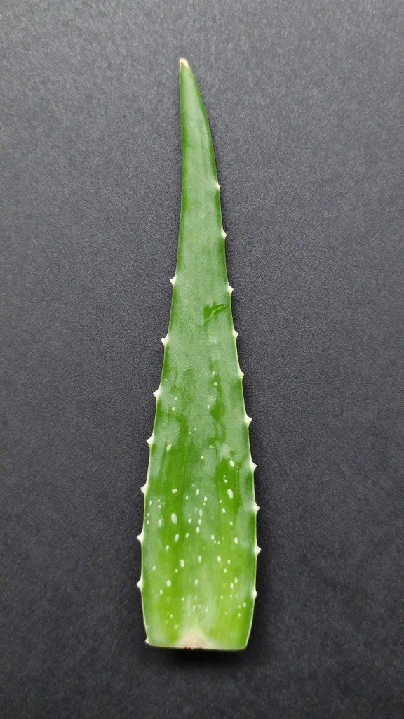 single aloe offset separated cleanly for compact terrarium growth