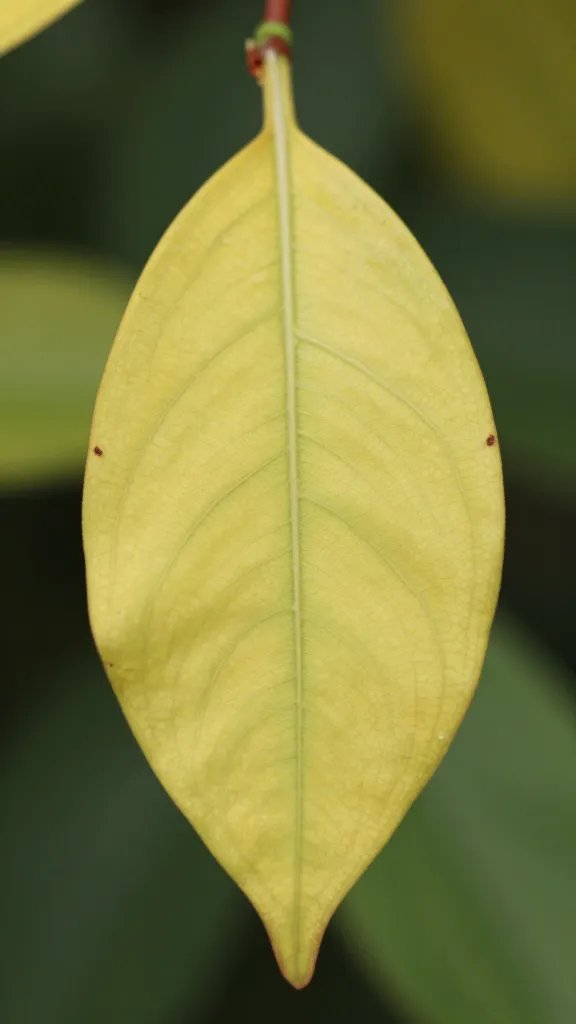 macro of faded chlorotic leaf on leggy jade cutting