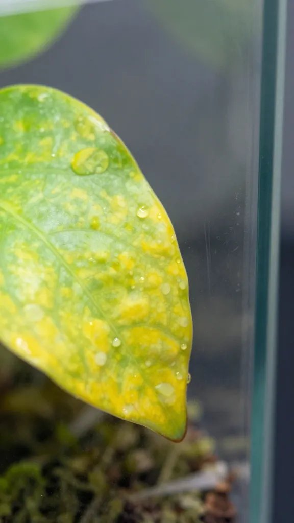 closeup yellowing leaf tip touching terrarium glass