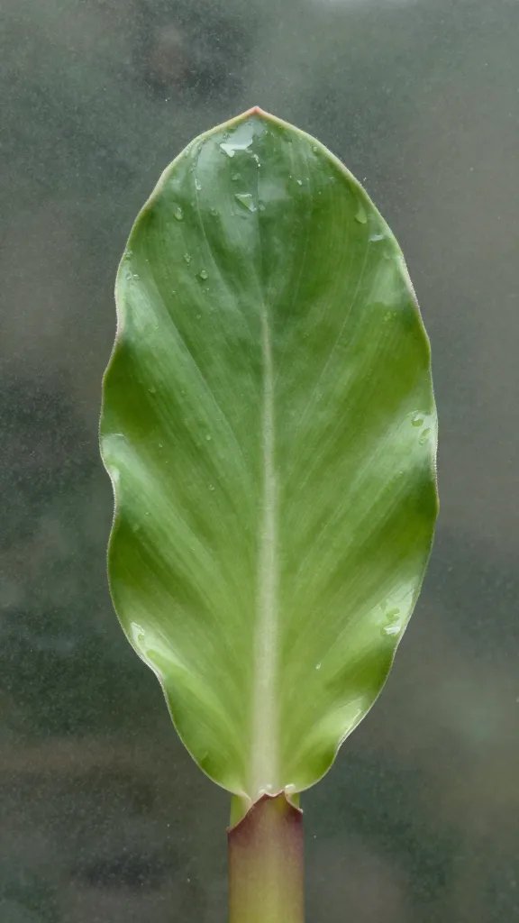 haworthia rosette leaf bent by glass wall pressure