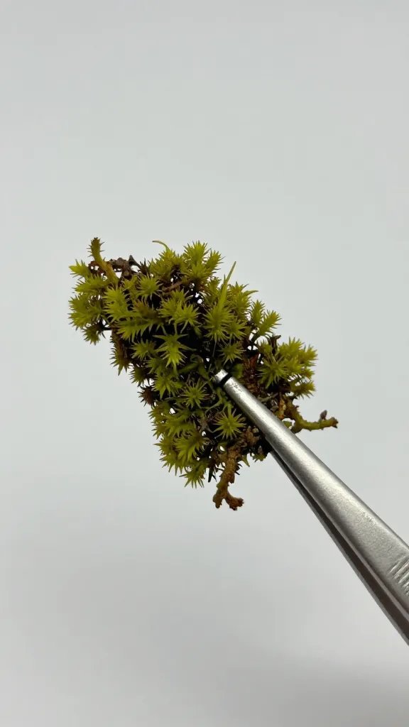 sheet moss fragment on sterilized tweezers