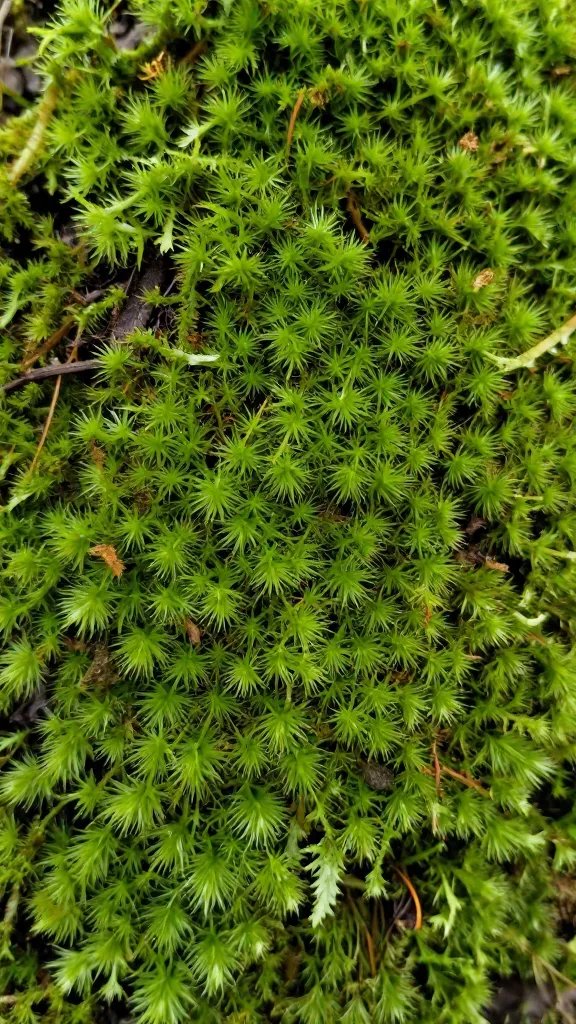 preserved sheet moss texture, glycerin-soft fibers detail