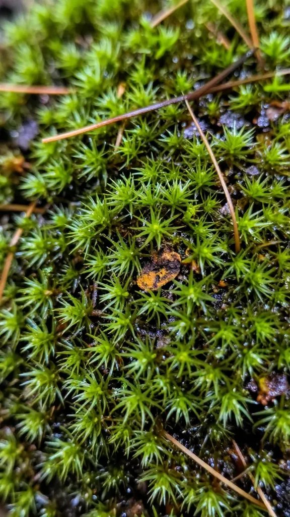 mold spot on live terrarium moss macro detail