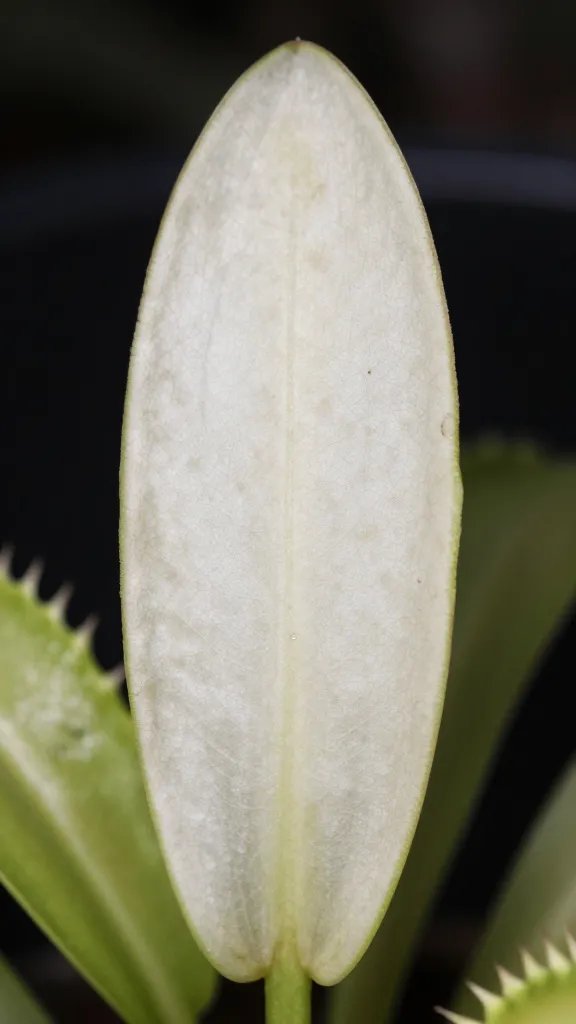 pale, elongated Venus flytrap leaf showing light starvation